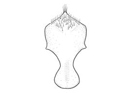   Anthidium illustre  male, diagram showing ventral view of eighth sternum (S8), diagram from Gonzalez and Griswold 2013 
